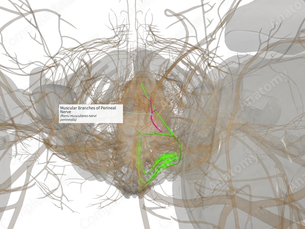 Muscular Branches of Perineal Nerve (Left)