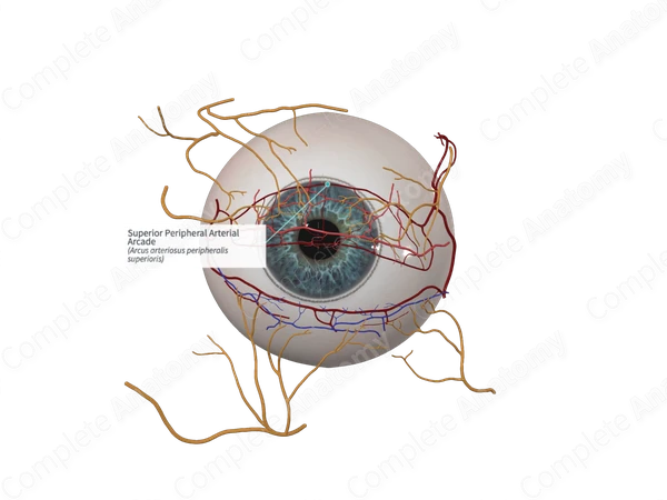 Superior Peripheral Arterial Arcade