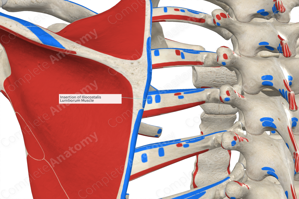 Insertion Of Iliocostalis Lumborum Muscle | Complete Anatomy