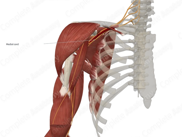 Medial Cord of Brachial Plexus 