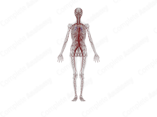ARTERIES WHAT THEY ARE ANATOMY FUNCTION visual data 3