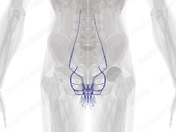 Veins of Male Genital System