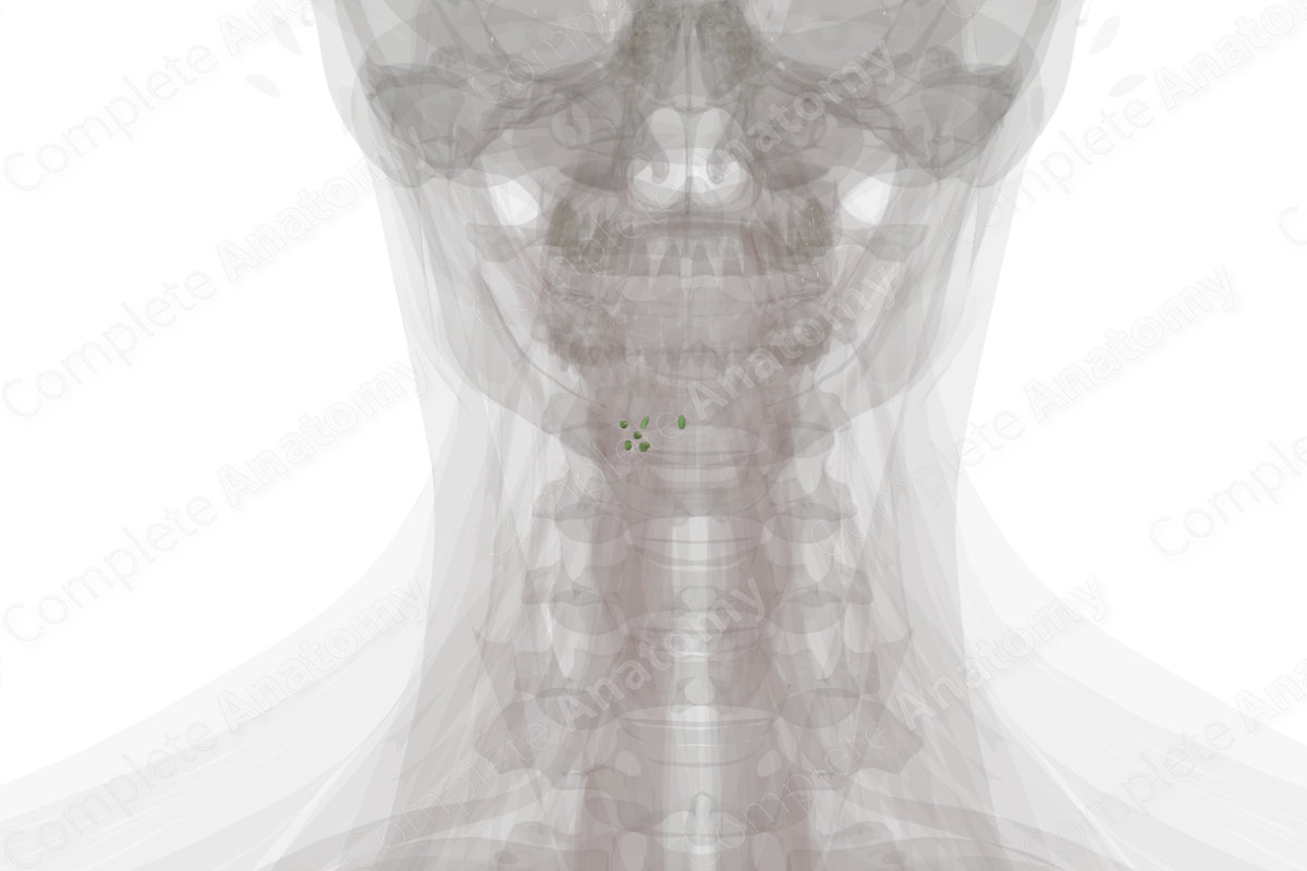 Lingual Nodes (Left)
