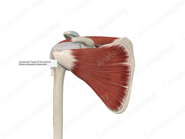 Clavicular Facet of Acromion