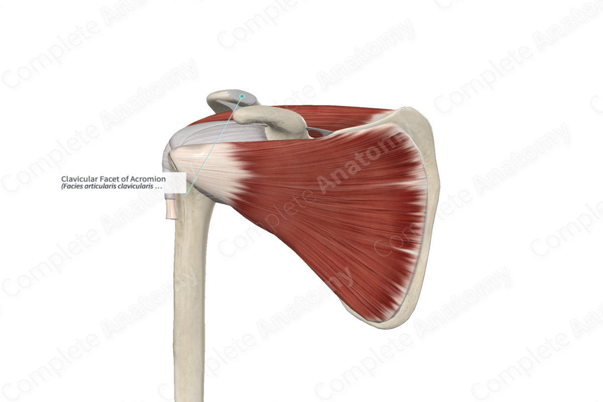 Clavicular Facet of Acromion 