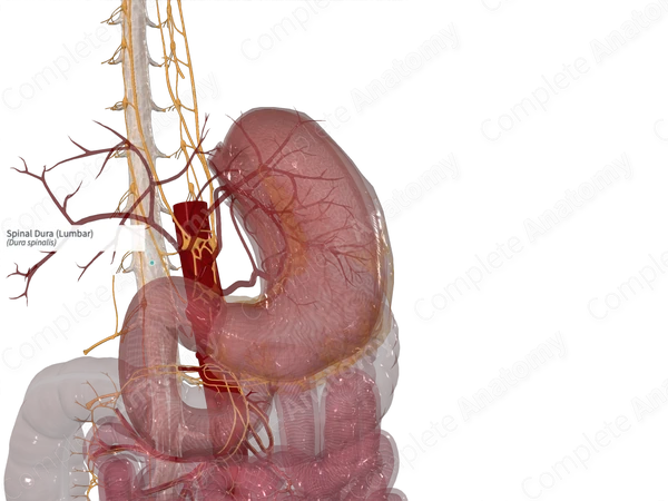 Spinal Dura (Lumbar)