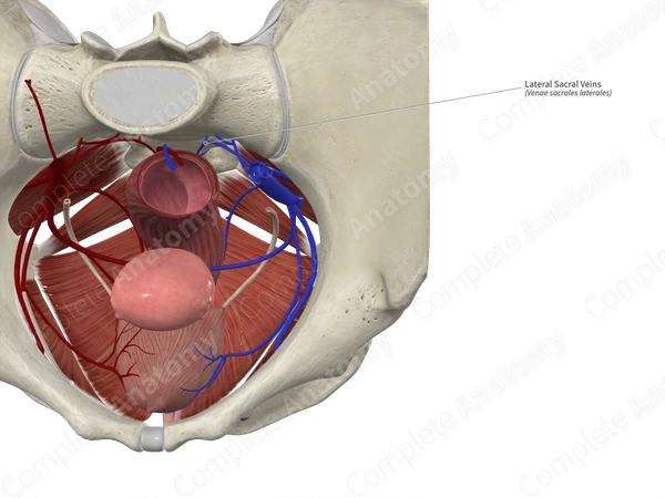Lateral Sacral Veins