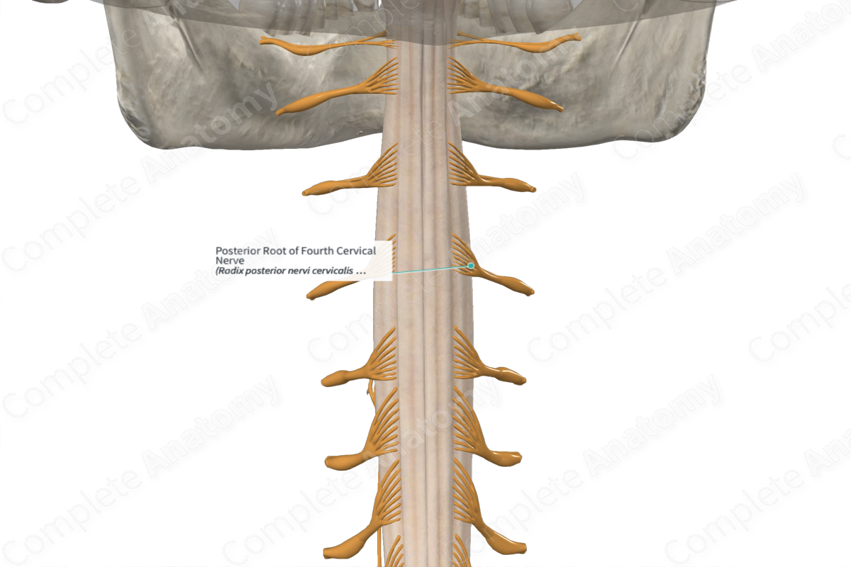 Posterior Root of Fourth Cervical Nerve 
