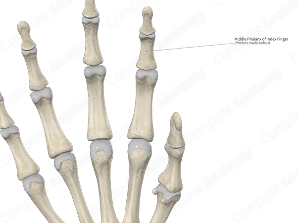 Middle Phalanx of Index Finger 