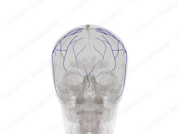 Diploic Veins