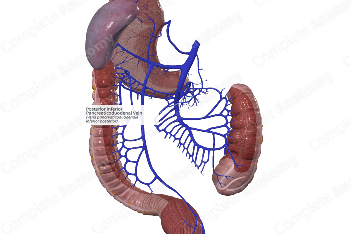 Posterior Inferior Pancreaticoduodenal Vein