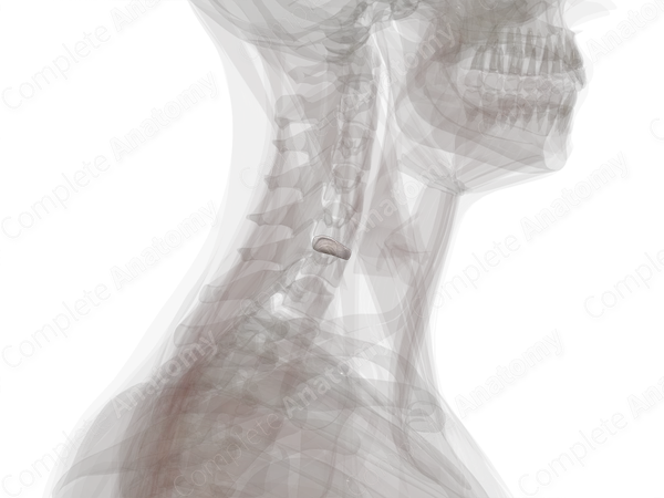 Intervertebral Disc (C5-C6)