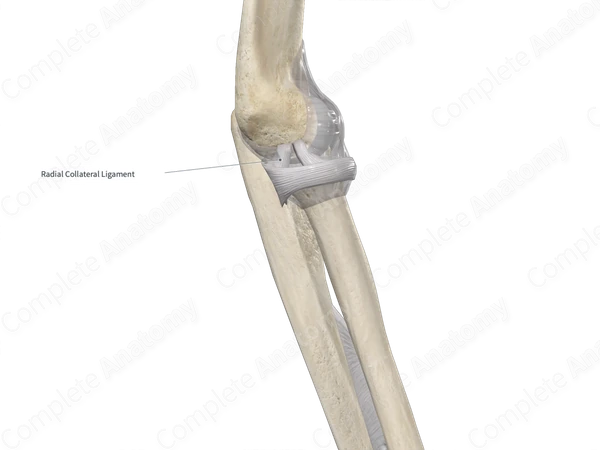 Radial Collateral Ligament