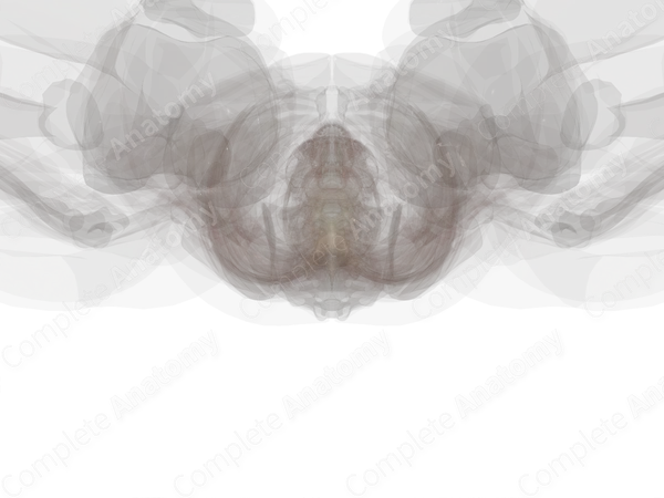Central Canal of Spinal Cord