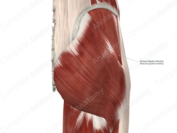 Gluteus Medius Muscle