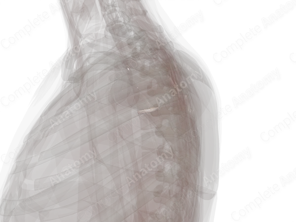 Intervertebral Disc (T4-T5)