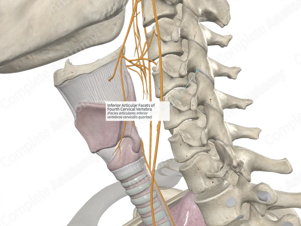 Inferior Articular Facets of Fourth Cervical Vertebra