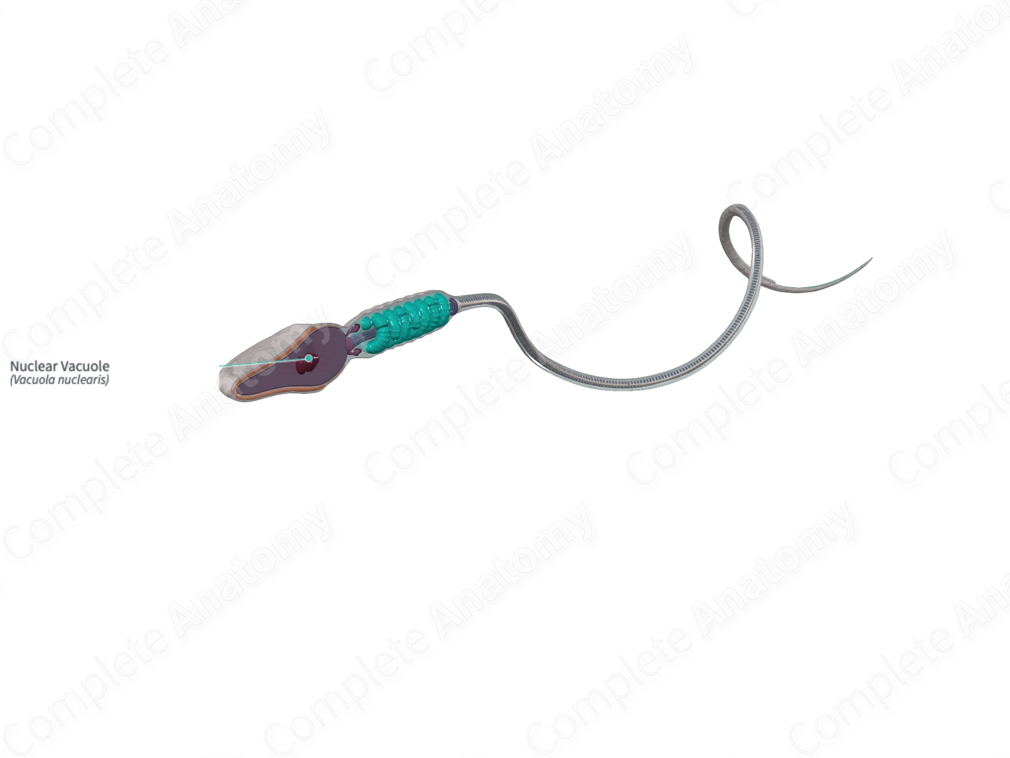 Nuclear Vacuole Complete Anatomy