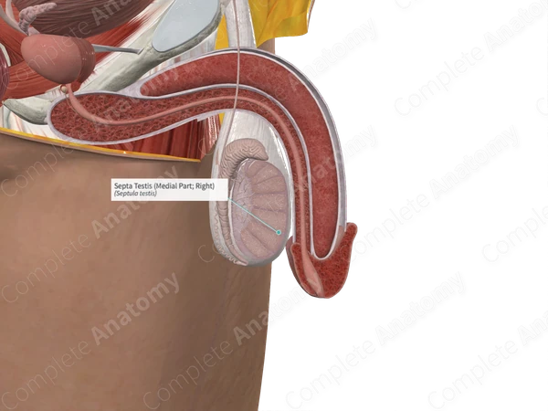 Septa Testis (Medial Part; Right)