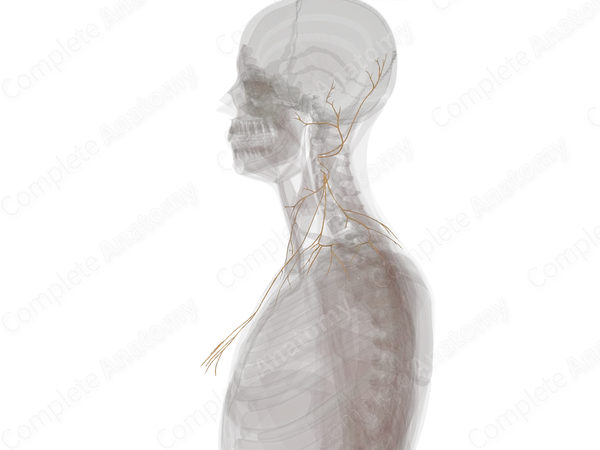 Superficial Branches of Cervical Plexus (Left)