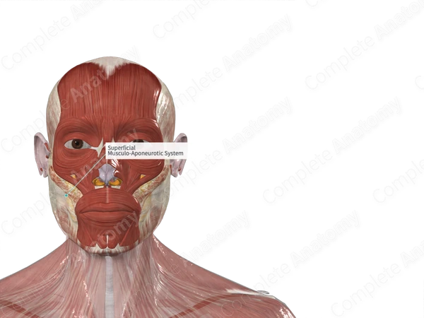 Superficial Musculo-Aponeurotic System