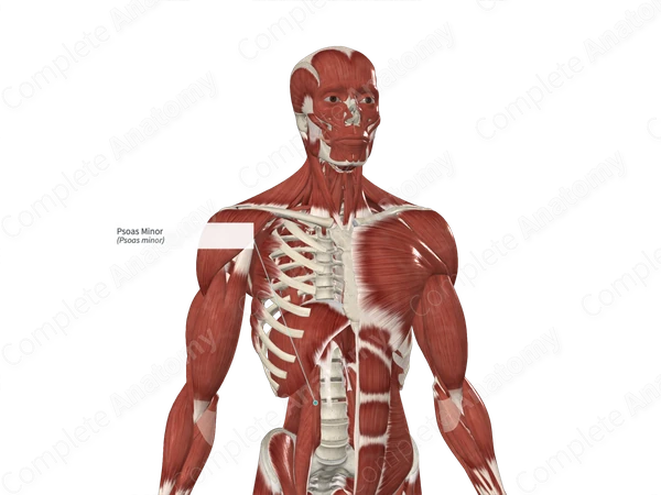Psoas Minor