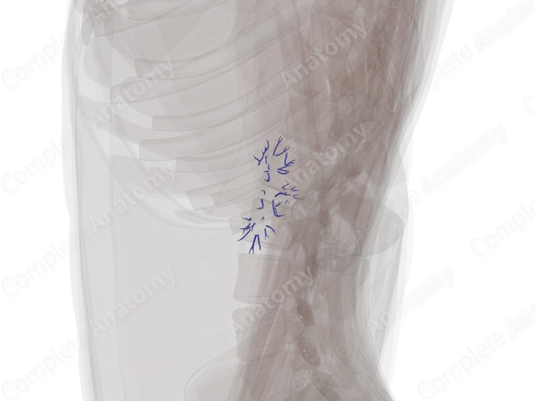 Intrarenal Veins of Left Kidney