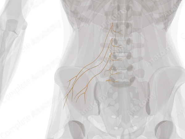 Posterior Rami of Lumbar Nerves (Left)