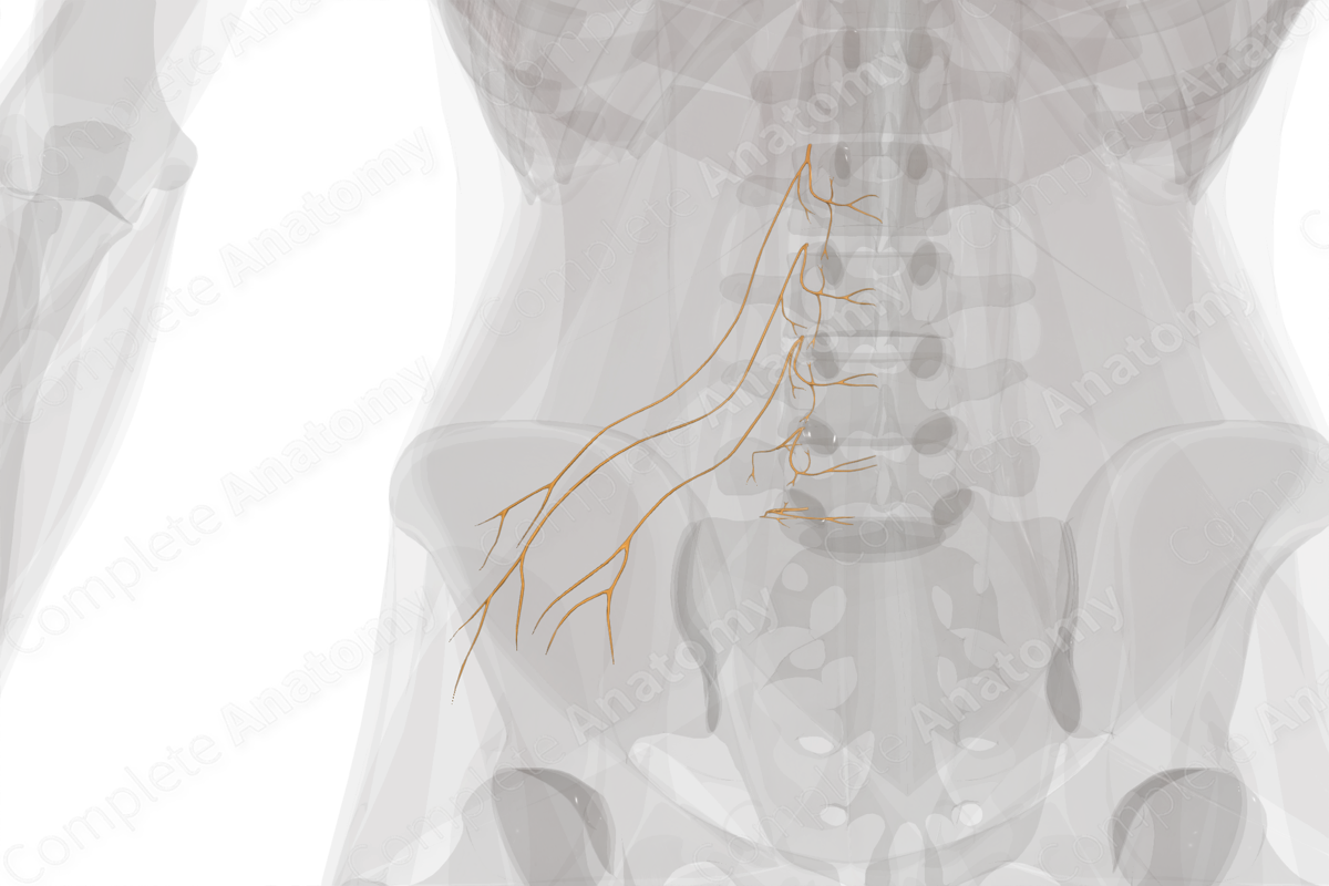 Posterior Rami of Lumbar Nerves (Left)