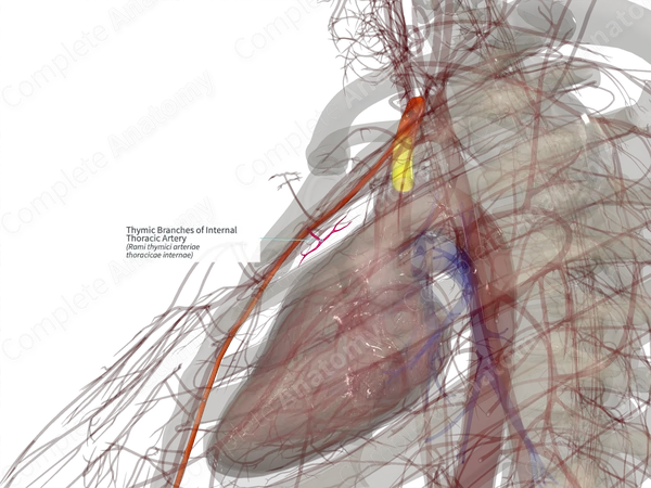 Thymic Branches of Internal Thoracic Artery (Right)