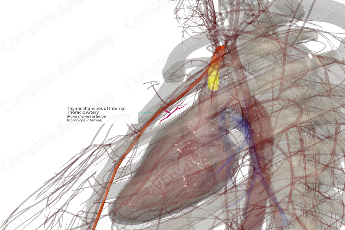 Thymic Branches of Internal Thoracic Artery (Right)