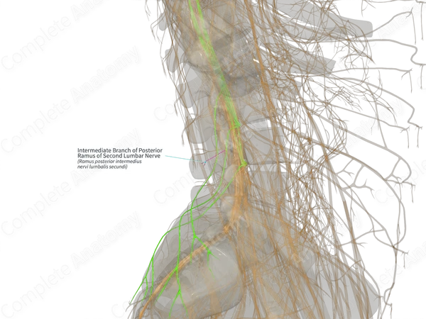 Intermediate Branch of Posterior Ramus of Second Lumbar Nerve (Right)