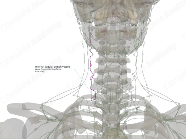 Internal Jugular Lymph Vessels (Left)
