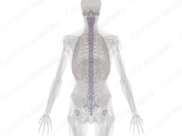 Veins of Vertebral Column