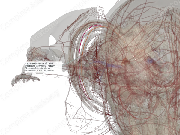Collateral Branch of Third Posterior Intercostal Artery (Left)