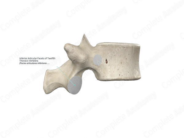 Inferior Articular Facets of Twelfth Thoracic Vertebra