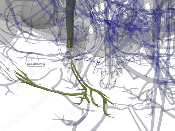 Cremasteric Vein (Right)