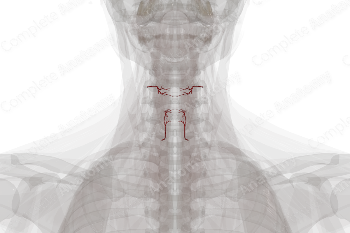 Arteries of Larynx