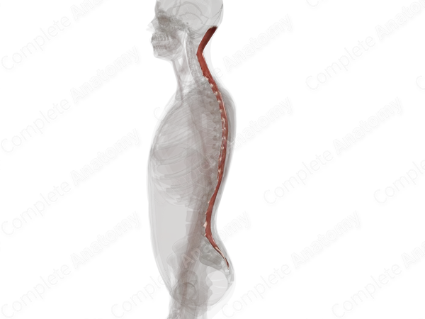 Transversospinal Muscles (Left)