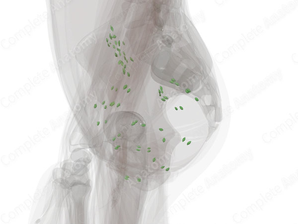 Pelvic Lymph Nodes
