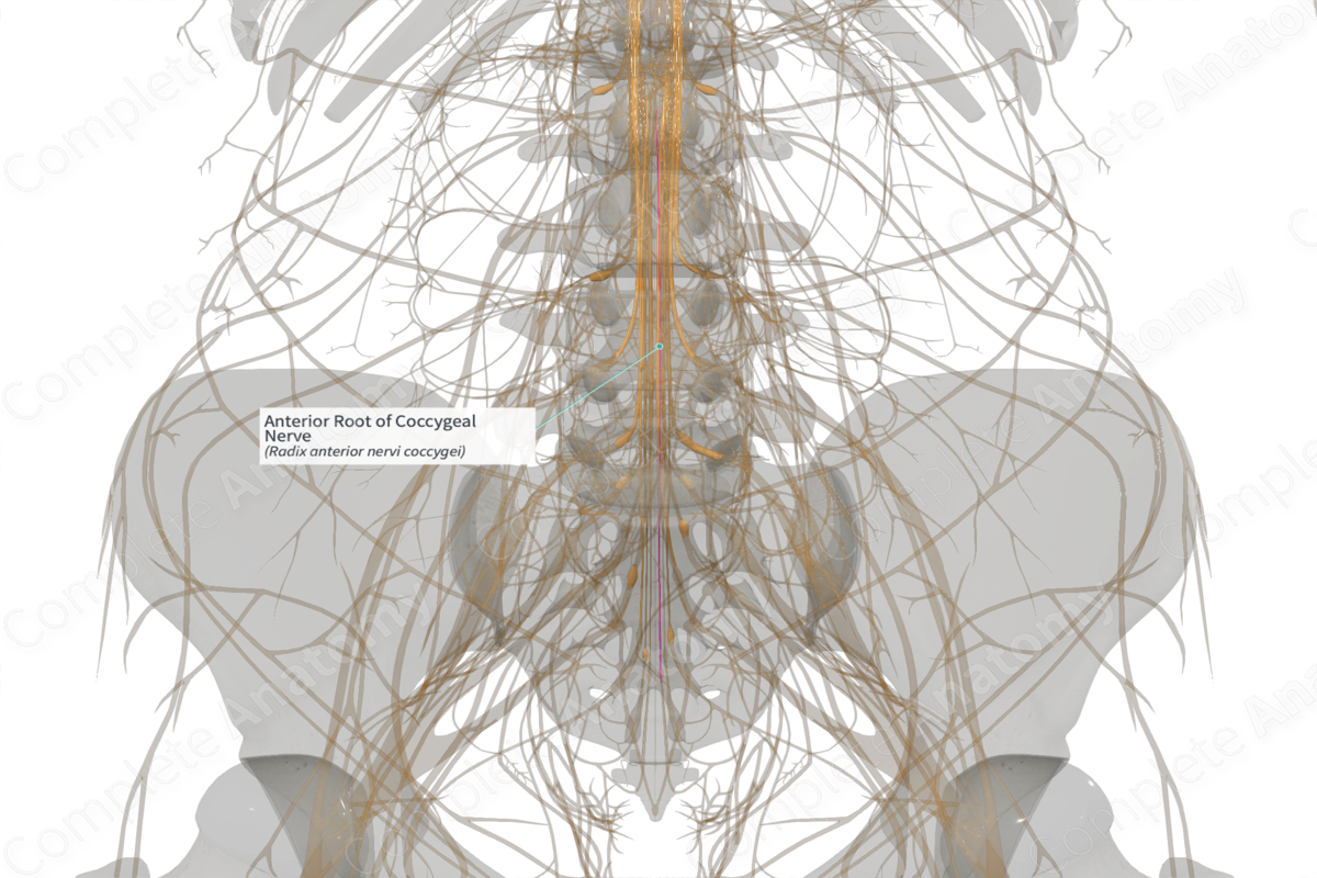 Anterior Root of Coccygeal Nerve (Left)