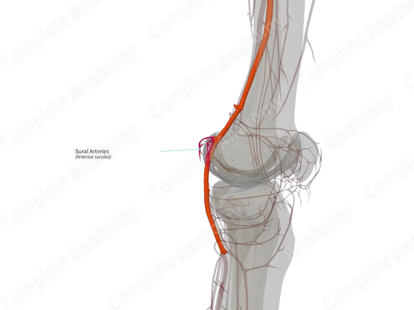 Sural Arteries (Right)