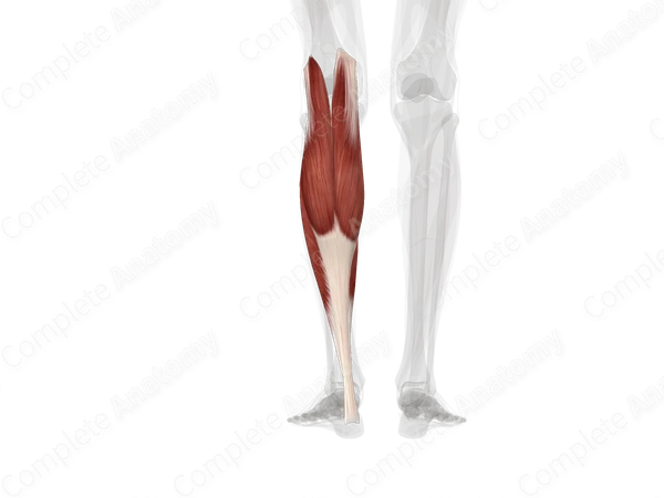 Triceps Surae Muscle (Left)