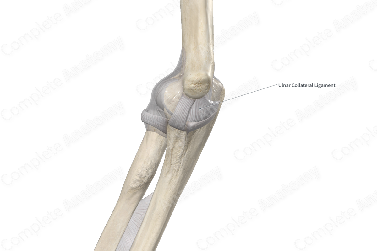 Ulnar Collateral Ligament 