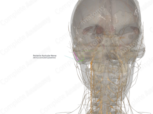 Posterior Auricular Nerve (Right)
