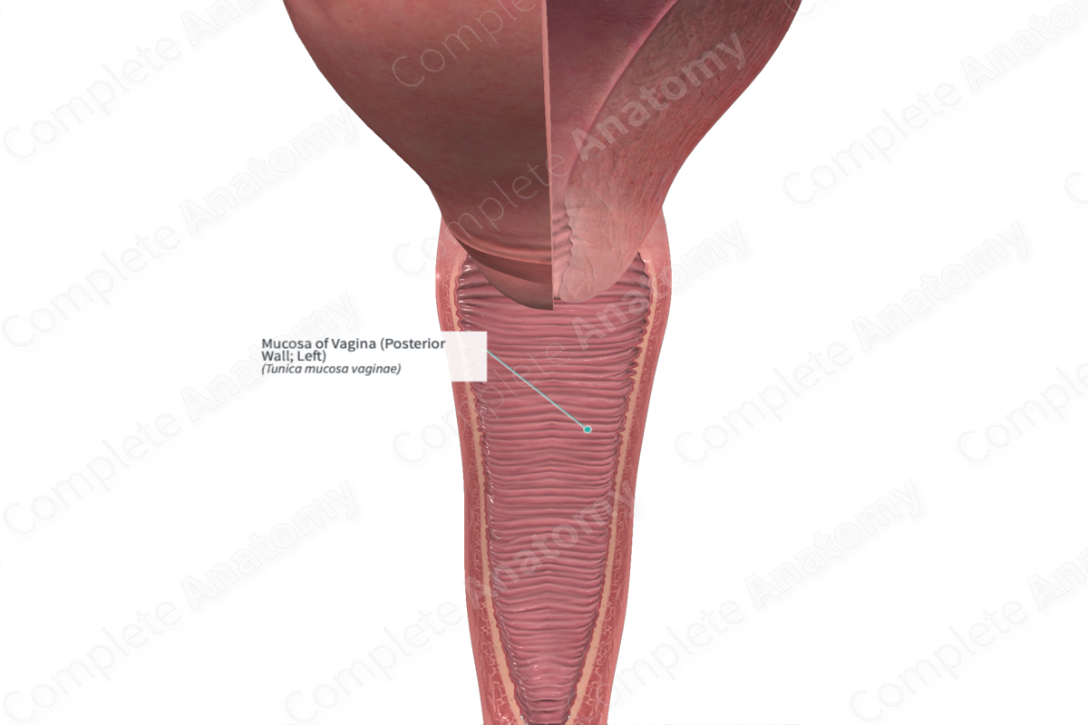 Mucosa of Vagina (Posterior Wall; Left)
