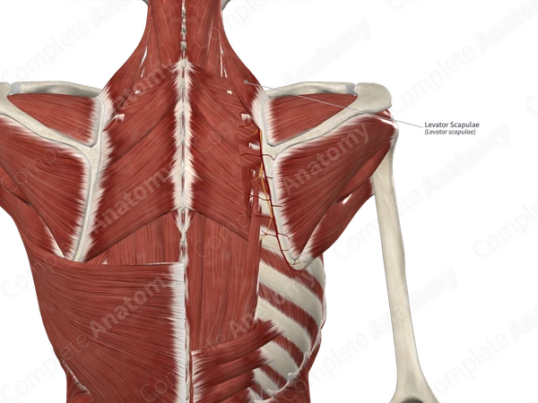 Levator Scapulae