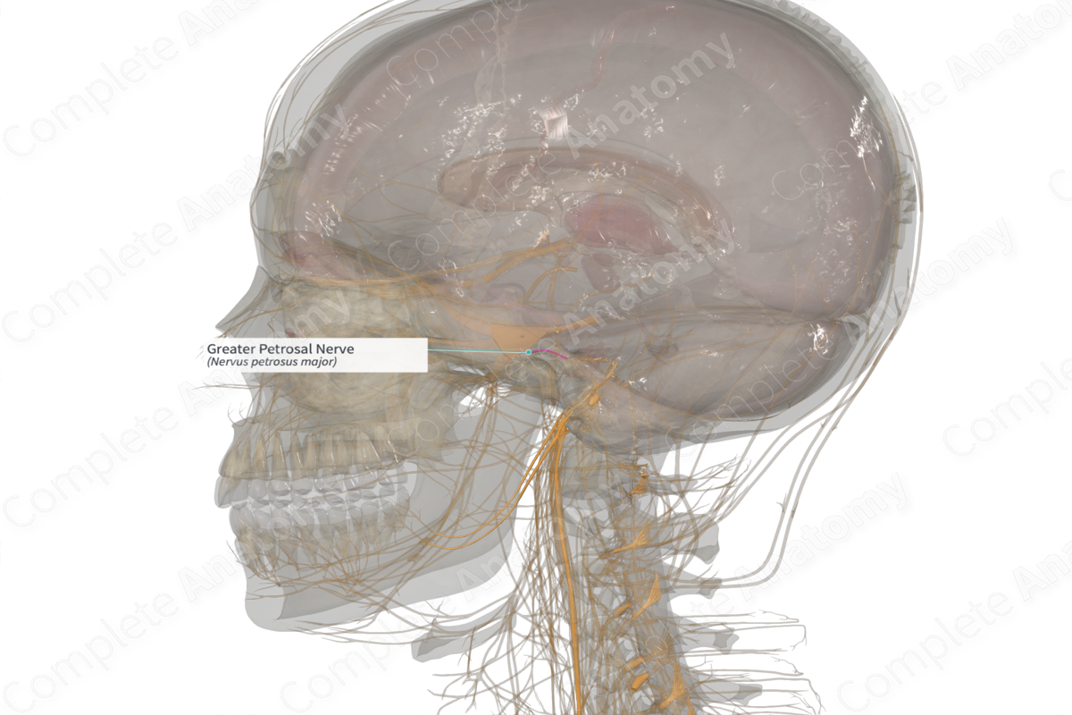 Greater Petrosal Nerve (Left)