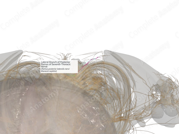Lateral Branch of Posterior Ramus of Seventh Thoracic Nerve (Left)