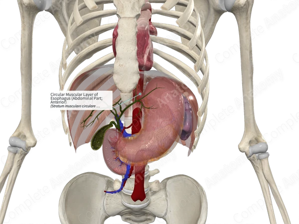Circular Muscular Layer of Esophagus (Abdominal Part; Anterior)